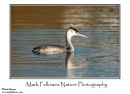 Great crested grebe Podiceps cristatus